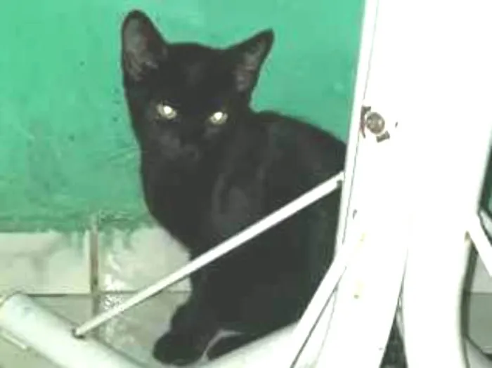Gato ra a Srd idade 2 a 6 meses nome Nao tem