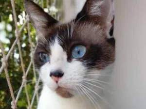 Gato raça SRD idade 2 anos nome Tina