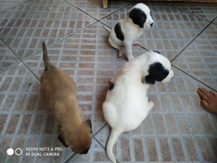 Cachorro ra a Sem raça definida idade Abaixo de 2 meses nome Sem nome - filhote