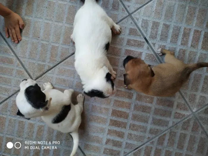 Cachorro ra a Sem raça definida idade Abaixo de 2 meses nome Sem nome - filhote
