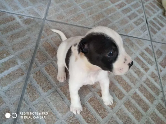 Cachorro ra a Sem raça definida idade Abaixo de 2 meses nome Sem nome - filhote