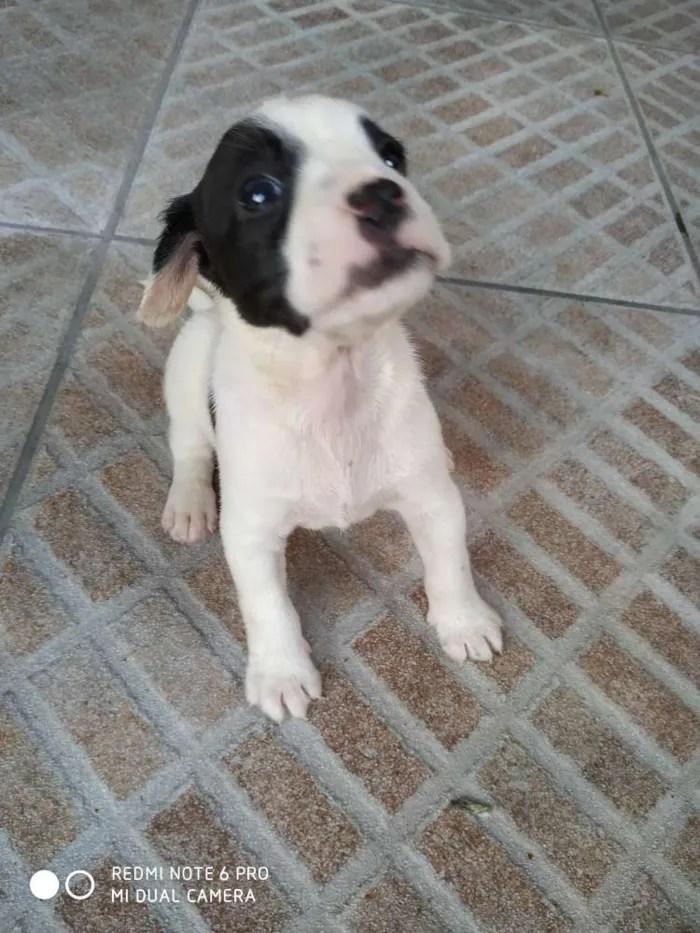 Cachorro ra a Sem raça definida idade Abaixo de 2 meses nome Sem nome - filhote
