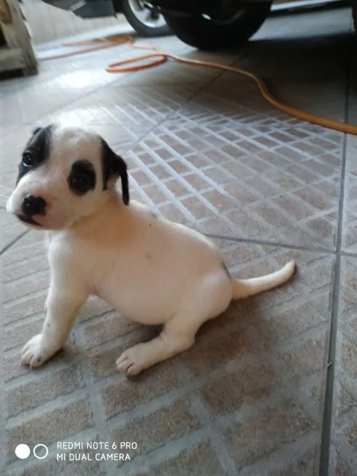 Cachorro ra a Sem raça definida idade Abaixo de 2 meses nome Sem nome - filhote