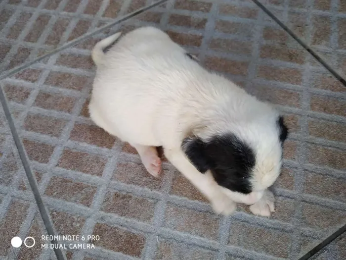 Cachorro ra a Sem raça definida idade Abaixo de 2 meses nome Sem nome - filhote