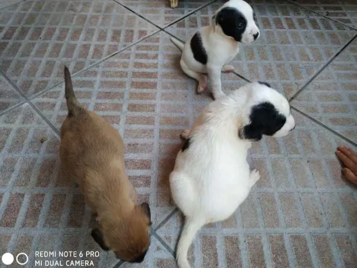 Cachorro ra a Sem raça definida idade Abaixo de 2 meses nome Sem nome - filhote