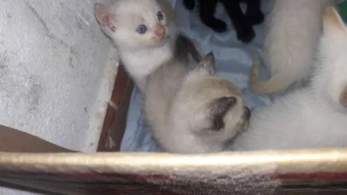 Gato ra a Nao definido idade Abaixo de 2 meses nome Nao tem nome pois sã