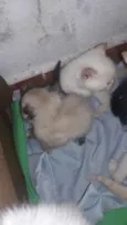 Nao tem nome pois sã