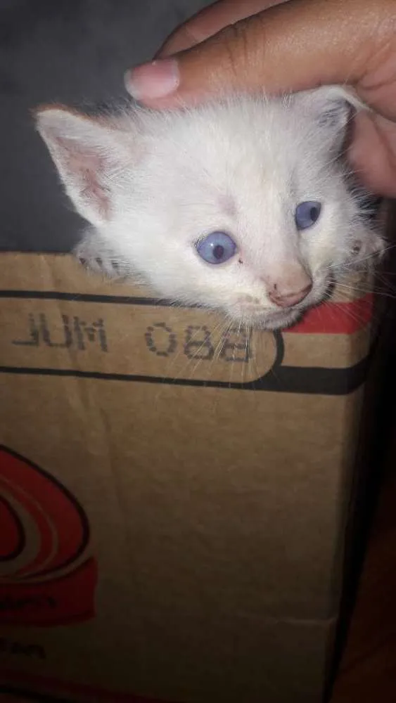 Gato ra a Nao definido idade Abaixo de 2 meses nome Nao tem nome pois sã