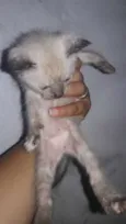 Nao tem nome pois sã