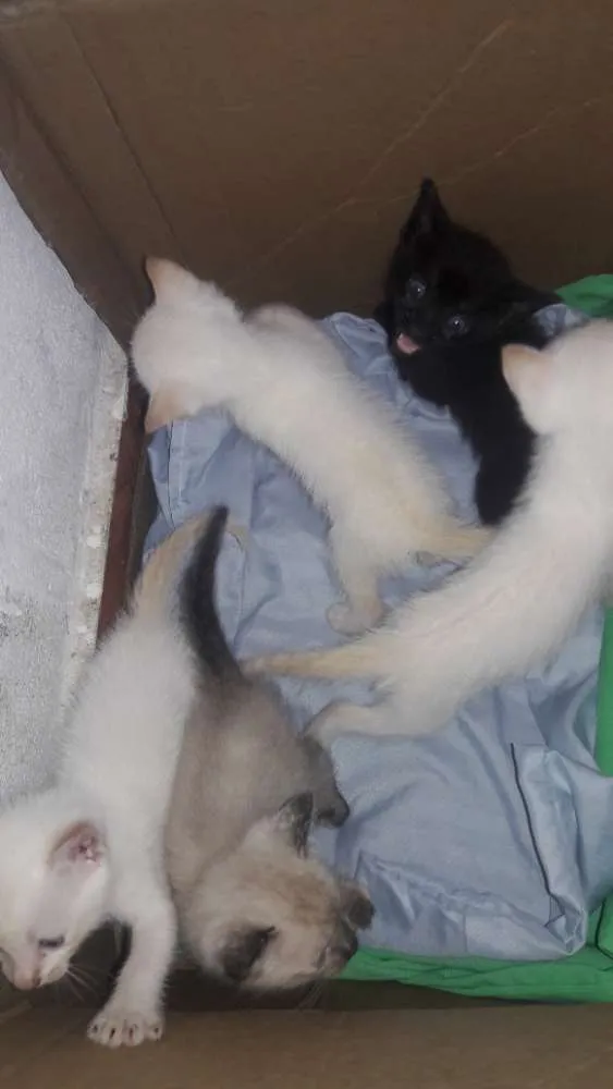 Gato ra a Nao definido idade Abaixo de 2 meses nome Nao tem nome pois sã