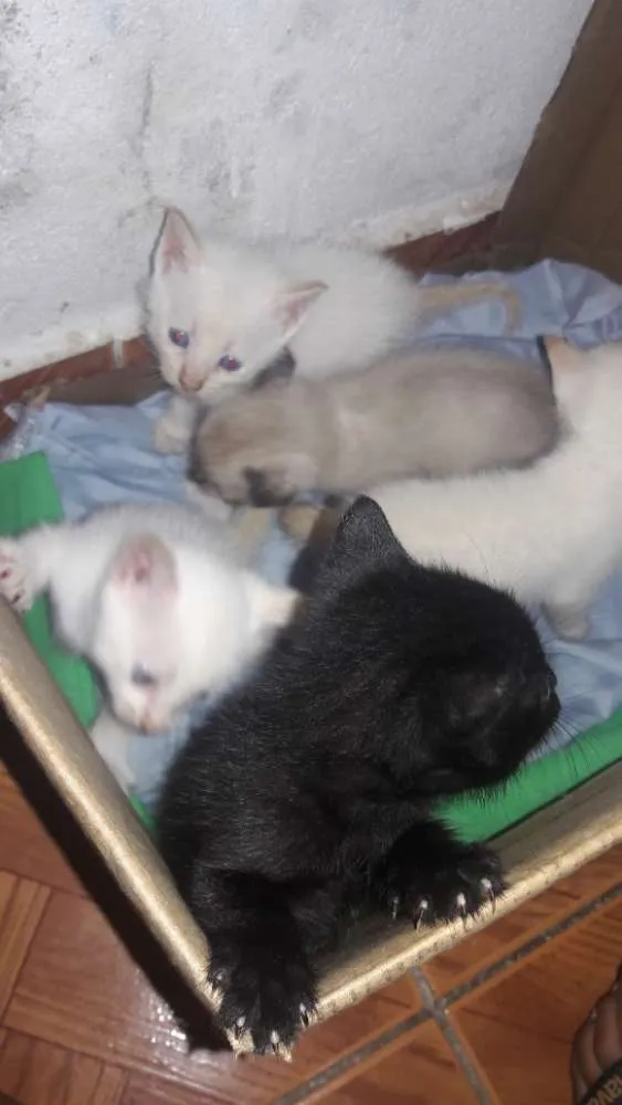 Gato ra a Nao definido idade Abaixo de 2 meses nome Nao tem nome pois sã