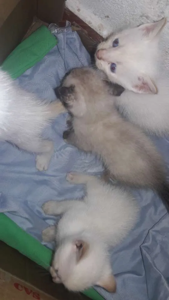 Gato ra a Nao definido idade Abaixo de 2 meses nome Nao tem nome pois sã