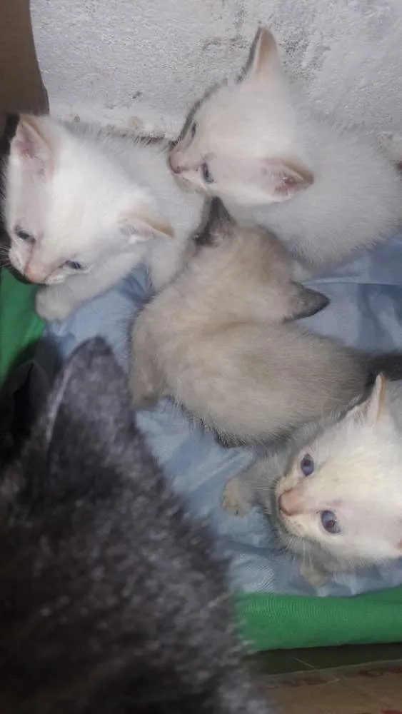 Gato ra a Nao definido idade Abaixo de 2 meses nome Nao tem nome pois sã