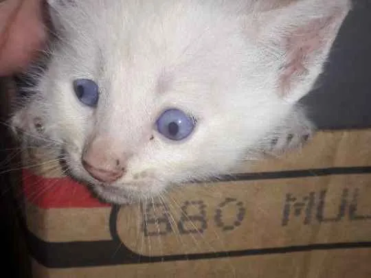 Gato ra a Nao definido idade Abaixo de 2 meses nome Nao tem nome pois sã