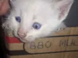 Nao tem nome pois sã