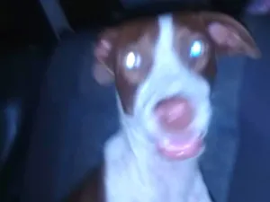 Cachorro raça Pit bul com vira lata idade 1 ano nome Scooby