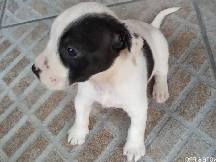 Cachorro ra a Sem raça definida idade Abaixo de 2 meses nome Sem nome - filhote