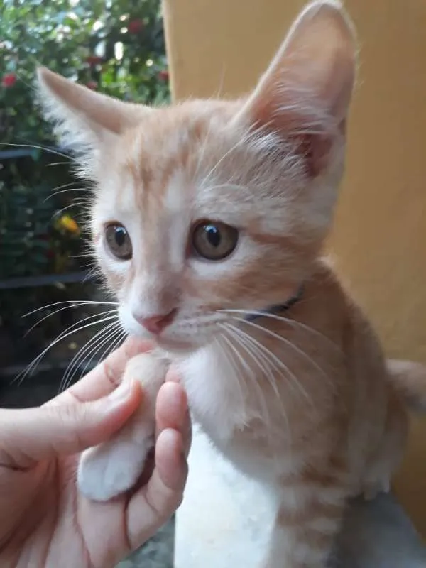 Gato raça SRD idade 2 a 6 meses nome Aihara