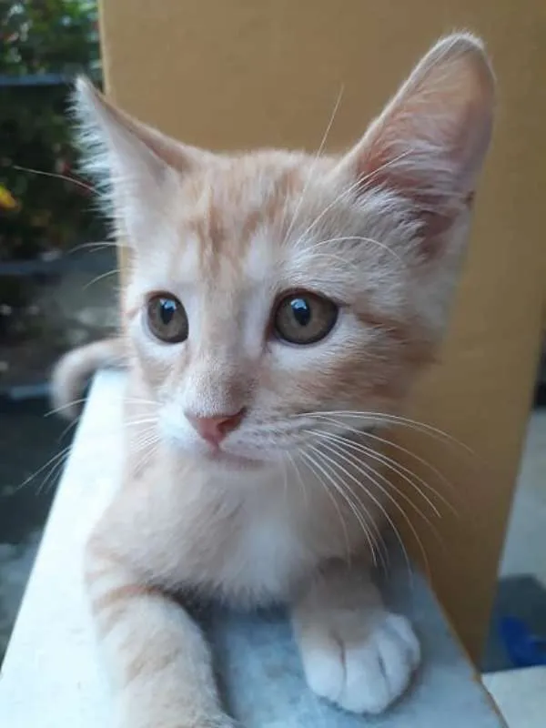 Gato raça SRD idade 2 a 6 meses nome Aihara