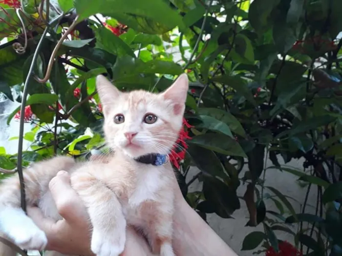 Gato raça SRD idade 2 a 6 meses nome Aihara