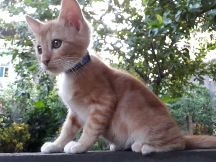 Gato raça SRD idade 2 a 6 meses nome Aihara