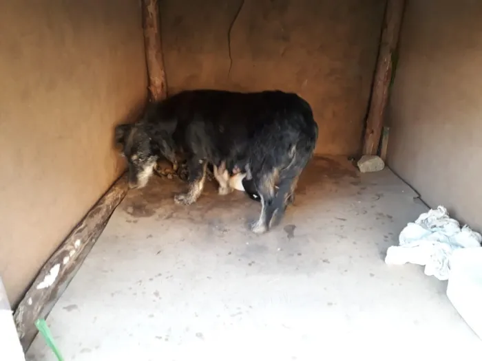 Cachorro raça SRD idade Abaixo de 2 meses nome sem nome