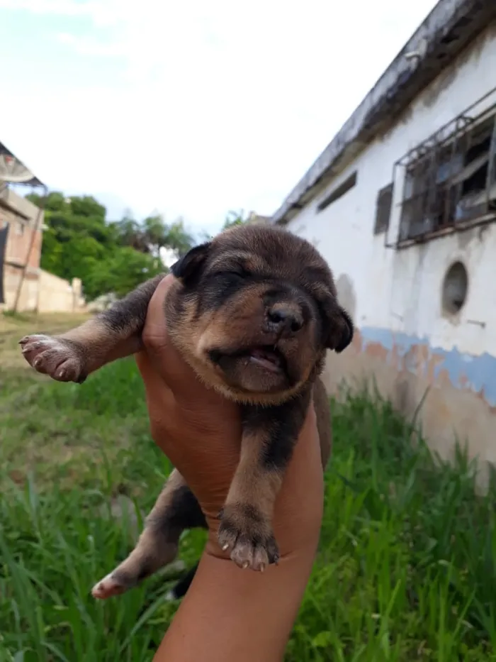 Cachorro raça SRD idade Abaixo de 2 meses nome sem nome