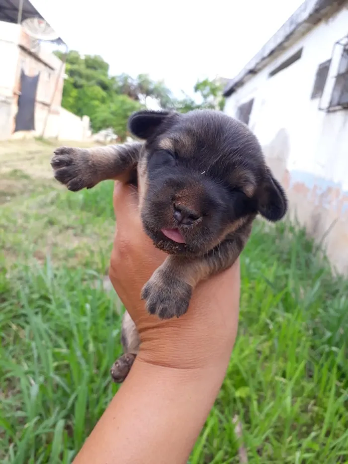Cachorro raça SRD idade Abaixo de 2 meses nome sem nome