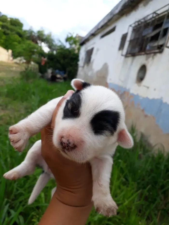 Cachorro raça SRD idade Abaixo de 2 meses nome sem nome