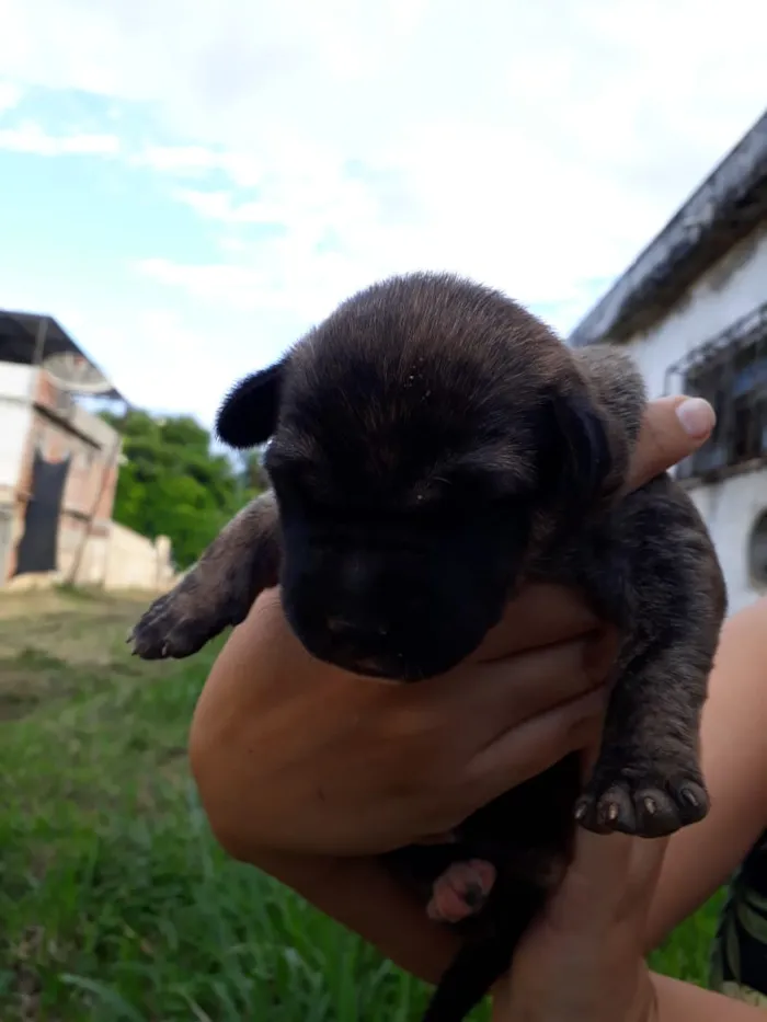 Cachorro raça SRD idade Abaixo de 2 meses nome sem nome
