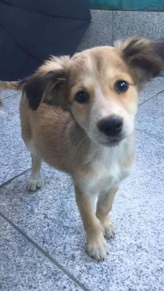 Cachorro ra a Srd idade 2 a 6 meses nome Sem nome