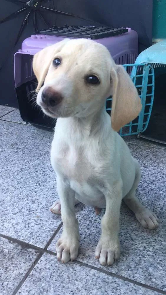 Cachorro raça Srd idade 2 a 6 meses nome Sem nome