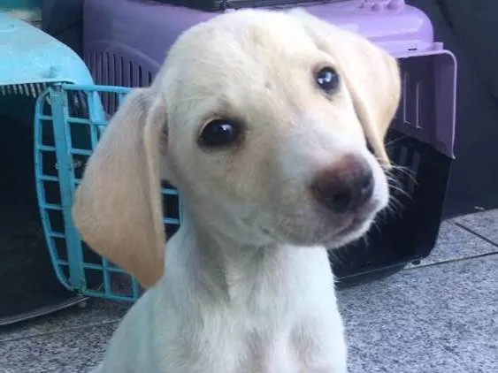 Cachorro raça Srd idade 2 a 6 meses nome Sem nome