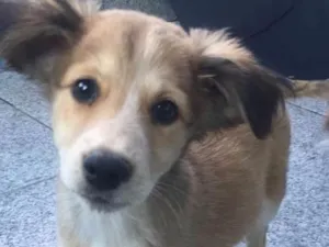 Cachorro raça Srd idade 2 a 6 meses nome Sem nome