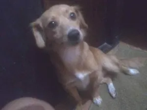 Cachorro raça Vira-lata  idade 7 a 11 meses nome Belinha