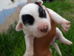 Cachorro raça SRD idade Abaixo de 2 meses nome sem nome