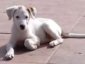 Cachorro raça Boiadeiro australiano com SRD  idade 2 a 6 meses nome Seth 