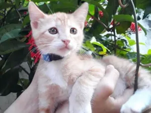 Gato raça SRD idade 2 a 6 meses nome Aihara