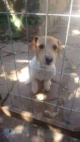 Gordinho