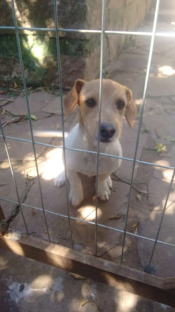 Cachorro ra a Vira-Lata idade 7 a 11 meses nome Gordinho