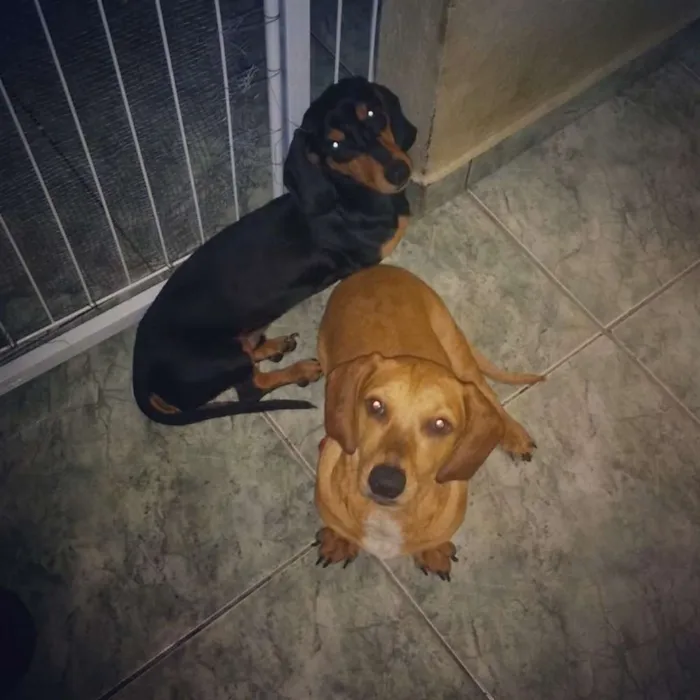 Cachorro ra a Basset hound idade 1 ano nome Sem nome