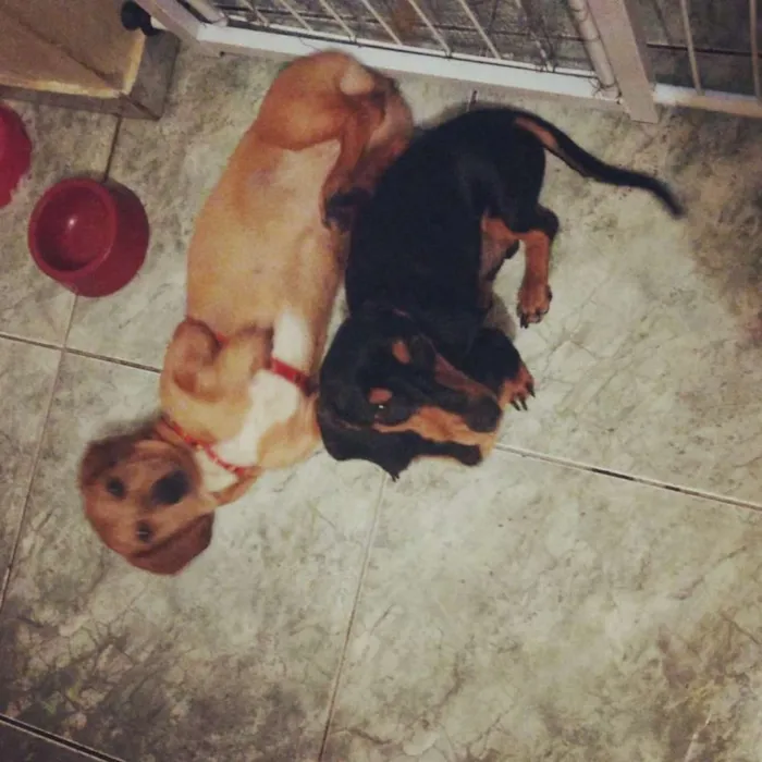Cachorro ra a Basset hound idade 1 ano nome Sem nome