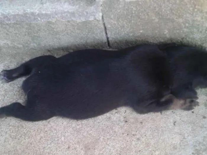 Cachorro raça Sem raça idade Abaixo de 2 meses nome Sem nome
