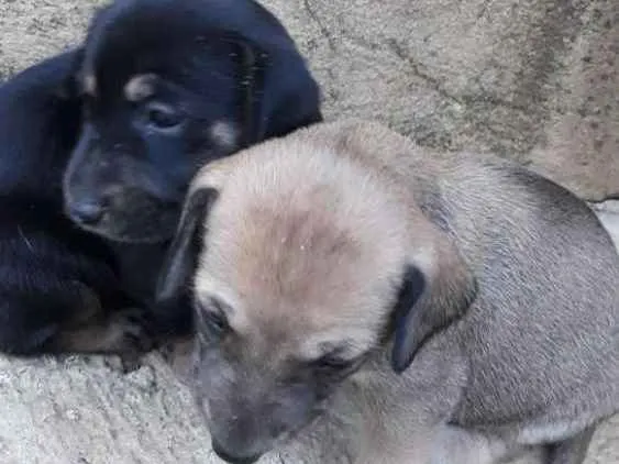 Cachorro raça Sem raça idade Abaixo de 2 meses nome Sem nome