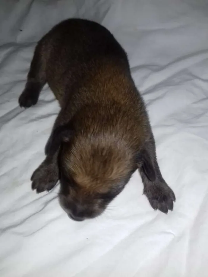 Cachorro raça Sem raça idade Abaixo de 2 meses nome Sem nome