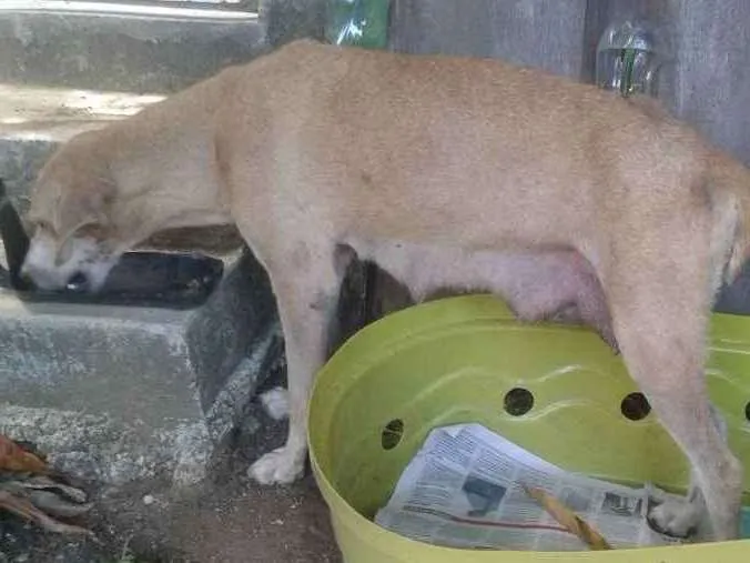 Cachorro raça Sem raça idade 5 anos nome Meg