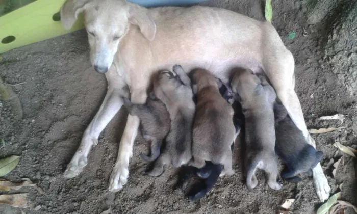 Cachorro raça Sem raça idade 5 anos nome Meg