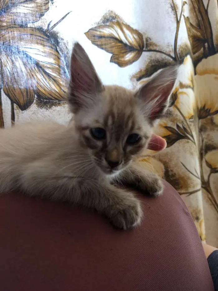 Gato ra a Srd idade Abaixo de 2 meses nome Sem nome