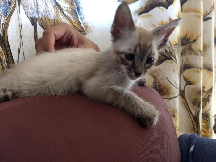 Gato ra a Srd idade Abaixo de 2 meses nome Sem nome