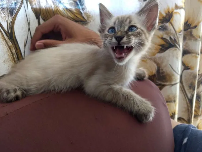 Gato ra a Srd idade Abaixo de 2 meses nome Sem nome
